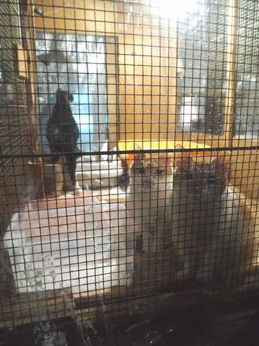 猫舎の中から、すがるようにこちらを見つめる猫たち=北九州市