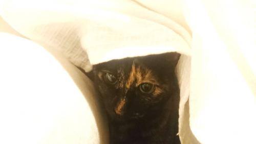 おとなしくなったあんず