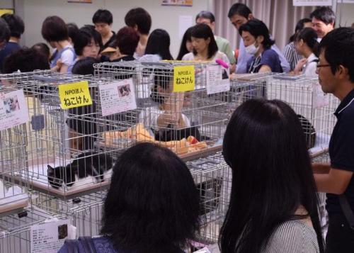 譲渡希望者が詰めかけた保護猫譲渡会=京王百貨店