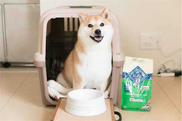 食後はトレーをペロペロなめてキレイに。好みのフードの時にだけ見せる“ご満悦のしるし”だ