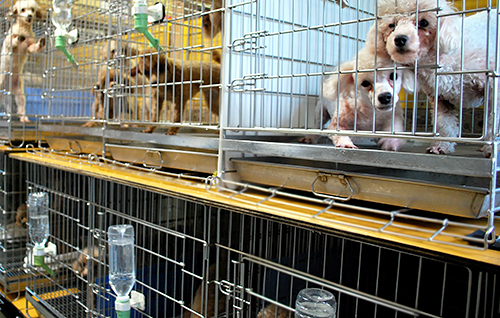 繁殖業者のもとで育てられる繁殖用の犬(本文とは関係ありません)