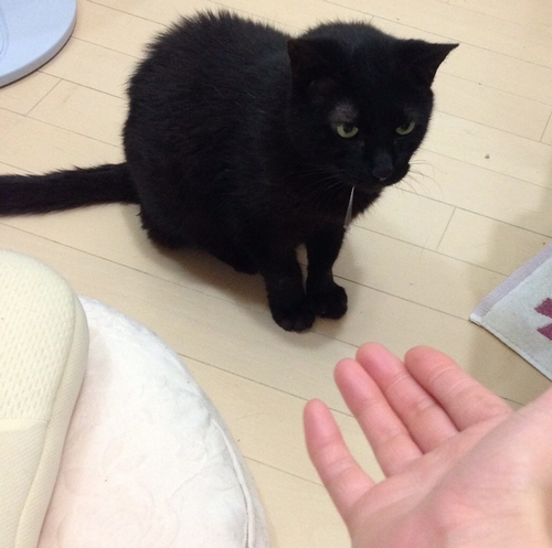 差し伸べられた手のぬくもりを、クロも忘れないだろう
