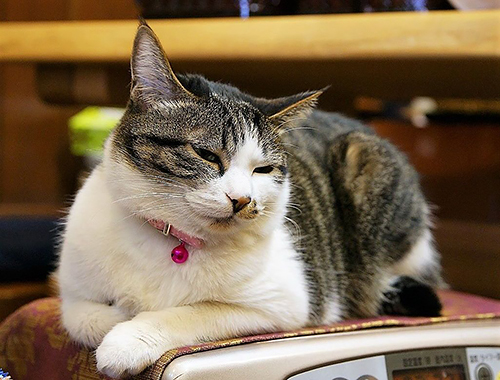 温かいヒーターの上でうとうとする看板猫「もも」(大塚さん提供)