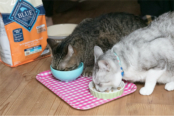 食事は1日3回で、小分けにして与えている。一心不乱にカリカリする2匹