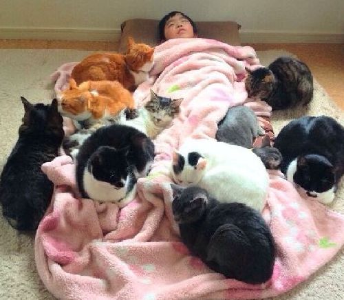 具合が悪くて寝ている二男の夕來君を心配そうに囲む猫たち(神保枝美さん撮影)