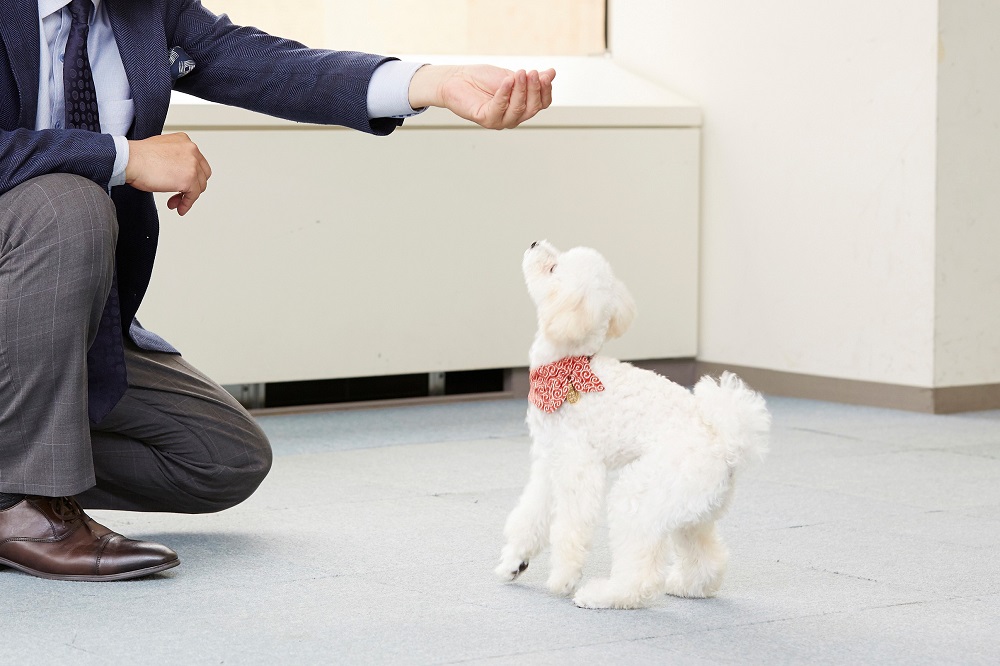 家族に迎えて数カ月。「まだまだ初心者ですから」と謙遜するも、ラムを引きつけるのはお手のもの