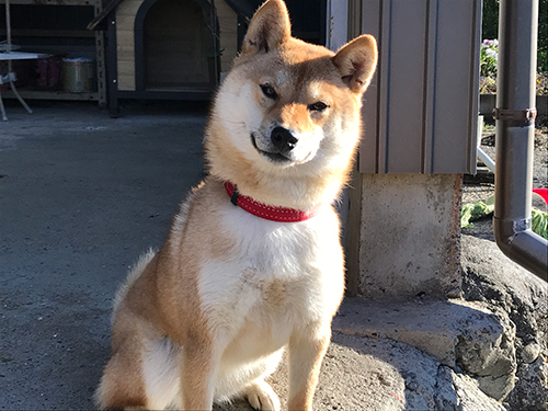 シバイヌのハナちゃん