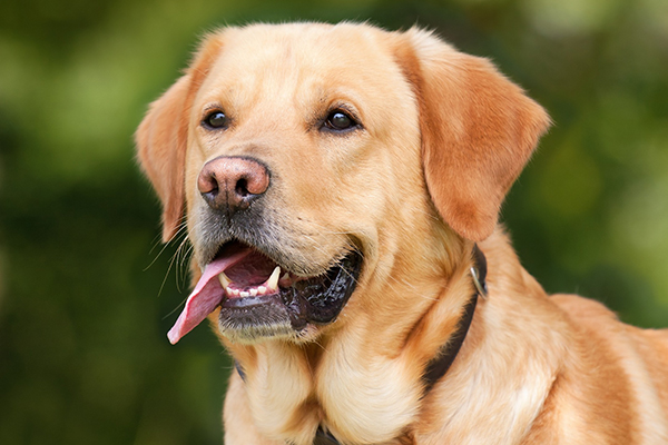 あなたの愛犬、お口の中は健康ですか?