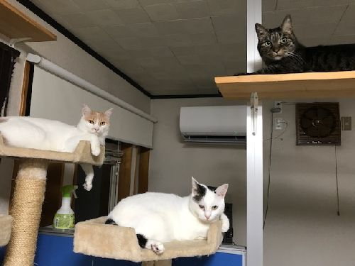 左から、ネチオ、サクラ、ダイスケ
