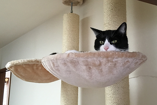 わが家の愛猫「ねこず」、9歳のオス猫です。