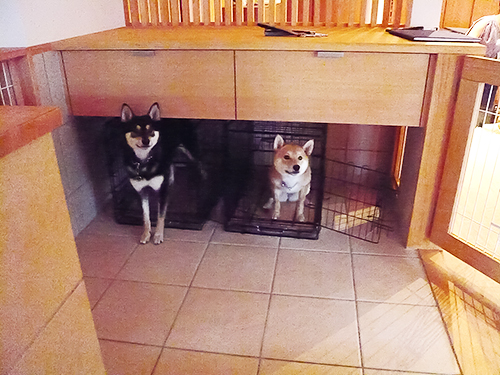 犬の隠れ家