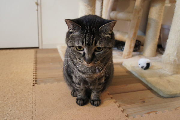 モモはカメラを前に緊張。おてんばでかしこいあんずと、甘えん坊で人見知りのモモ。「どちらかというと、あんずが長女」とヤスダさん