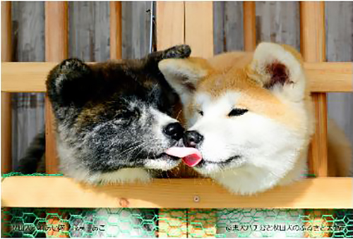 年賀状用の秋田犬の画像©忠犬ハチ公と秋田犬のふるさと大館市