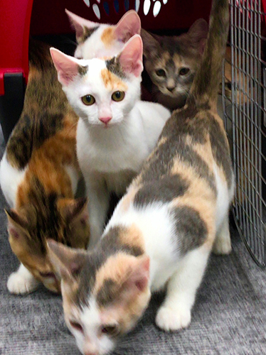 新作映画に登場する予定の猫たち=犬童一心さん提供