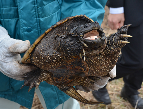 捕獲されたカミツキガメ=千葉県佐倉市