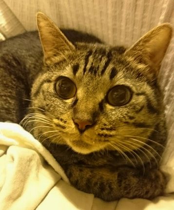今はひとりぼっちじゃないモモ