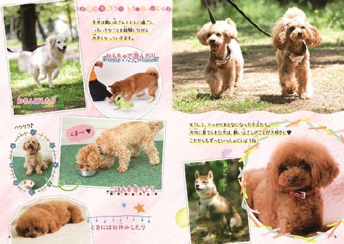 子犬はいろいろな経験をしながら大きくなっていく (撮影 布川航太)