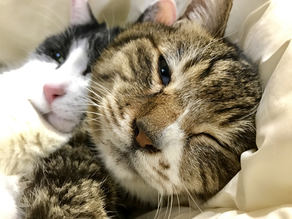マティス(左)とジュジュ