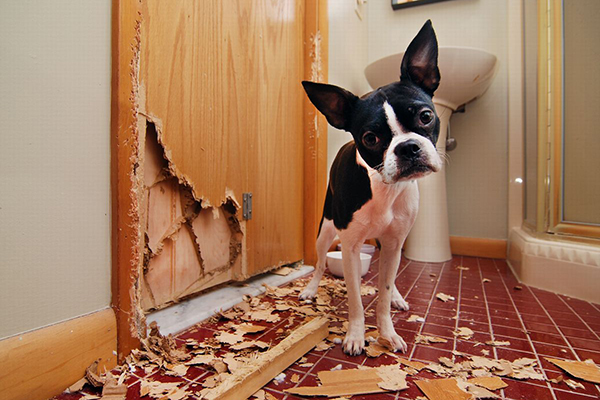 ドアを破壊しちゃった犬