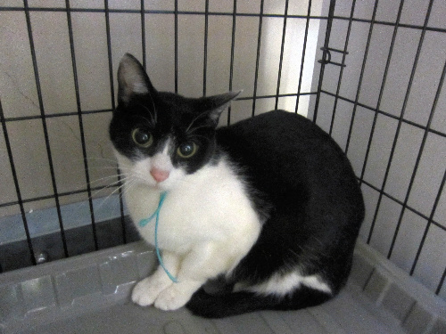 保護され飼い主を求めている雌の成猫