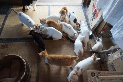 スイくんが救出された多頭飼育崩壊の現場(写真提供:ねりまねこ)