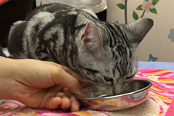 診察台の上で好物を食べるうりちゃん(もみの木動物病院こねこ塾で)