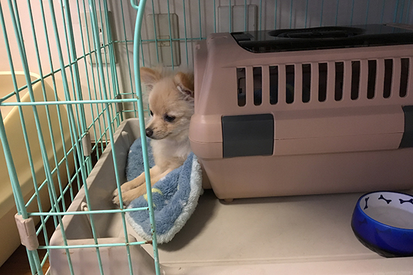 犬は自分の寝る場所や食べる場所では排泄しないもの
