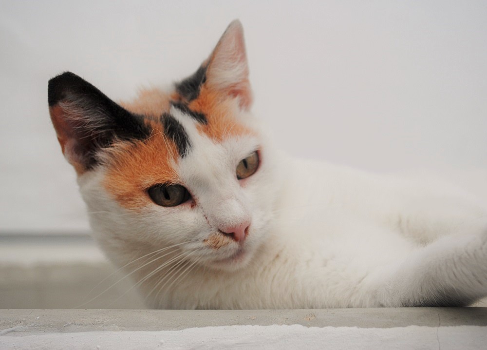 牧羊地のすぐそばで出会った美猫さん
