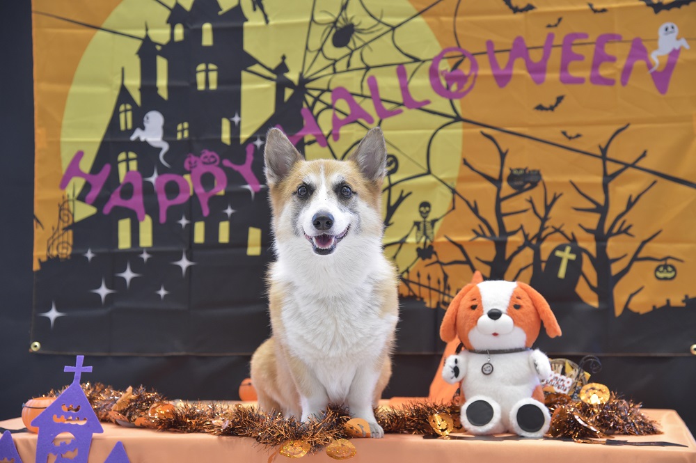 ワンサーも一緒にハロウィン気分を満喫