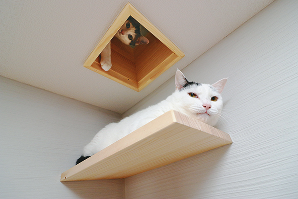 ロフトの猫穴から、キャットステップで階下に降りられる