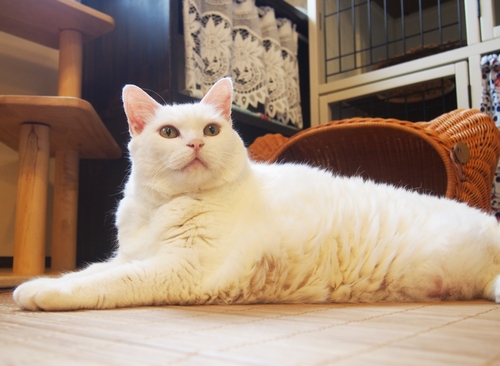 保護猫ラウンジでお客さんに人気だった「マツコ」(辰巳出版 /佐竹茉莉子)