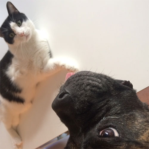 先住猫ジジとダダ