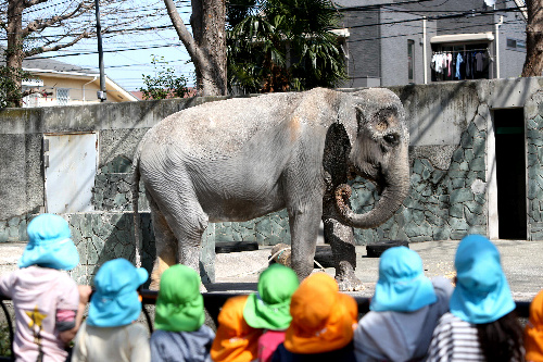 69歳で死んだアジアゾウのはな子=2013年3月、東京都武蔵野市の井の頭自然文化園