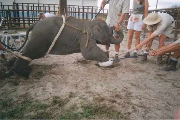 リングリング・ブラザーズのゾウ管理センターで「訓練」を受けさせられている子ゾ (c) Sam Haddock (courtesy of PETA)