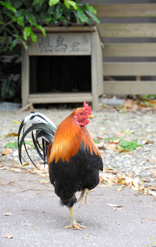 県鳥君と小屋。カメラを向けると片脚を上げてポーズを取ってくれた=高知市