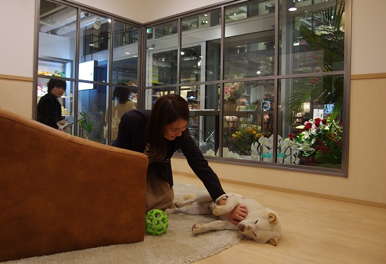 神奈川県藤沢市の湘南譲渡センターには、自宅での保護犬との暮しをイメージできる部屋が設けられている