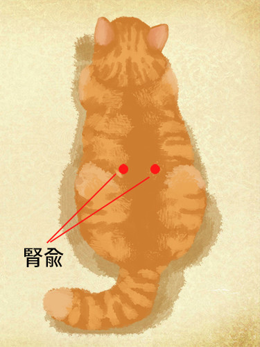 『腎兪(じんゆ)』のツボ