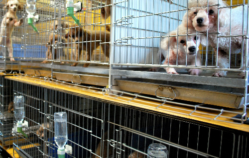 九州の繁殖業者のもとでも、繁殖用の犬はケージの中で飼育されていた