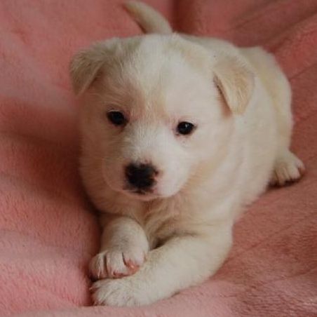 家族に迎えるきっかけとなった1枚