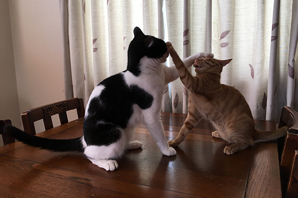 猫は何に反応して攻撃する?「ねこず」(左)と「もち」のケンカ