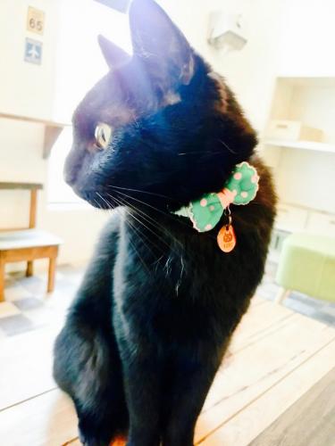 店長の黒猫「くろ」=米子市皆生温泉4丁目、「NEKO CAFE Kuro」提供