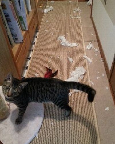 ティッシュを散らして、ドヤ顔