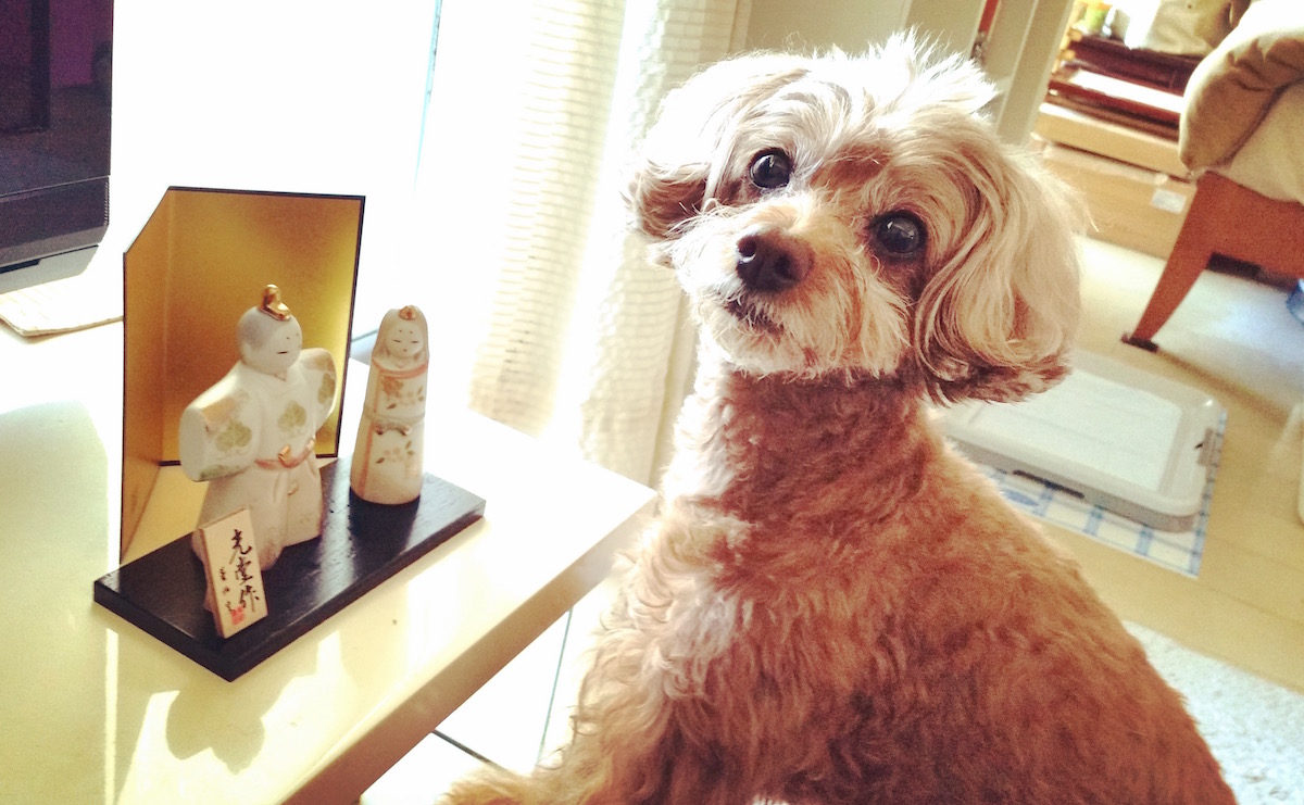 今やデカめ脚長トイプーに立派に成長したぷりさん。今年もひな祭り、楽しんだワン!