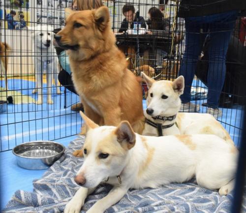譲渡会に参加した犬たち