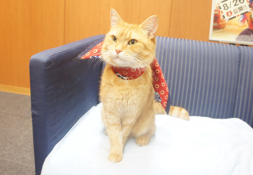 さすが主演!美猫のボブ