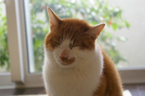 在りし日の大吉君 写真=明日香さん