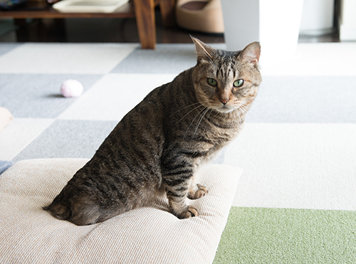 座布団に座る福多朗君 写真=上村雄高
