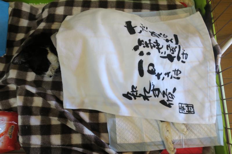 幸村の名言タオルをかけたてつ君