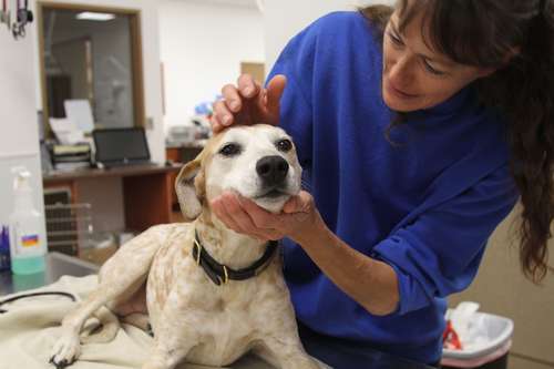 クリスは出所後、動物看護助手として働いている(c)大塚敦子