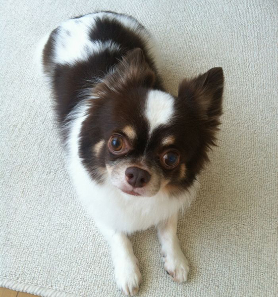 保護犬を飼っている人も多いというマンション内でも随一の怖がり